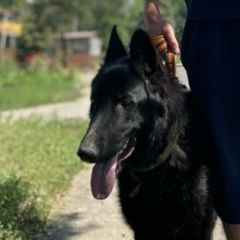 Подробнее об объявлении «Пропала собака кобель овчарка немец полностью черная мальчик Алматы (Алма-Ата)» Фото: пропала собака Немецкая овчарка «Пропала собака кобель овчарка немец полностью...» в г. Алматы (Алма-Ата)