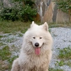 Подробнее об объявлении «Пропала собака кобель Миасс» Фото: пропала собака Самоедская лайка «Пропала собака кобель Миасс» в г. Миасс