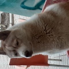 Подробнее об объявлении «Пропала собака кобель хаски белого цвета. кобель. Саки» Фото: пропала собака Сибирская хаски «Пропала собака кобель хаски белого цвета....» в г. Саки