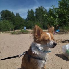 Подробнее об объявлении «Кировск Пропала собака кобель вознаграждение гарантируется» Фото: пропала собака  «Кировск Пропала собака кобель вознаграждение...» в г. Кировск