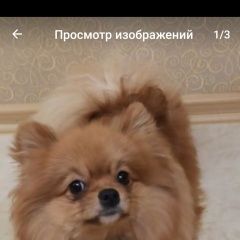 Подробнее об объявлении «Пропала собака. Могилев» Фото: пропала собака Померанский шпиц «Пропала собака. Могилев» в г. Могилев