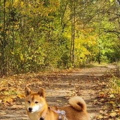 Подробнее об объявлении «Пропала собака порода сиба- ину Переславль-Залесский» Фото: пропала собака  «Пропала собака порода сиба- ину...» в г. Переславль-Залесский