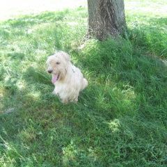 Подробнее об объявлении «Пропала собака кобель Могилев» Фото: пропала собака Блад-хаунд «Пропала собака кобель Могилев» в г. Могилев