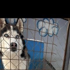 Подробнее об объявлении «Долгопрудный Пропала собака кобель хаски кабель» Фото: пропала собака  «Долгопрудный Пропала собака кобель хаски кабель» в г. Долгопрудный