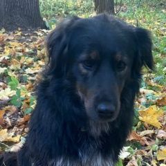 Подробнее об объявлении «Купавна Пропала собака кобель» Фото: пропала собака  «Купавна Пропала собака кобель» в г. Купавна