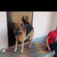 Картинка пропала собака В городе Короча запропастилась собаченка. Короча