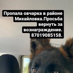 Подробнее об объявлении «Пропала собака Караганда» Фото: пропала собака Немецкая овчарка «Пропала собака Караганда» в г. Караганда
