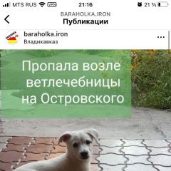 Подробнее об объявлении «Пропала собака за вознаграждение Владикавказ» Фото: пропала собака  «Пропала собака за вознаграждение Владикавказ» в г. Владикавказ