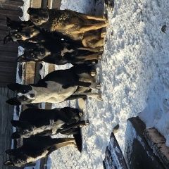 Подробнее об объявлении «Пропала собака Черногорск Хакасия» Фото: пропала собака  «Пропала собака Черногорск Хакасия» в г. Черногорск Хакасия