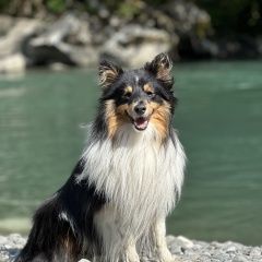 Подробнее об объявлении «Пропала собака кобель Бурмакино» Фото: пропала собака Шелти «Пропала собака кобель Бурмакино» в г. Бурмакино