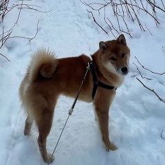 Подробнее об объявлении «Пропала собака кобель в с. кокшайск республики марий эл Йошкар-Ола» Фото: пропала собака Акита-ину «Пропала собака кобель в с. кокшайск республики...» в г. Йошкар-Ола