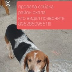 Подробнее об объявлении «Пропала собака кобель Крымск» Фото: пропала собака  «Пропала собака кобель Крымск» в г. Крымск