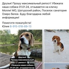 Подробнее об объявлении «Пропала собака бигль девочка Шатура» Фото: пропала собака Бигль «Пропала собака бигль девочка Шатура» в г. Шатура