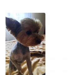 Подробнее об объявлении «Пропала собака Гродно» Фото: пропала собака Йоркширский терьер «Пропала собака Гродно» в г. Гродно