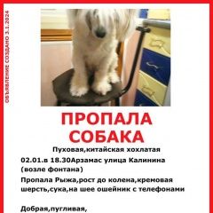 Подробнее об объявлении «Пропала собака Арзамас» Фото: пропала собака Китайская хохлатая собака «Пропала собака Арзамас» в г. Арзамас
