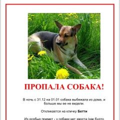 Картинка пропала собака В городе Венев исчезла собака. Венев