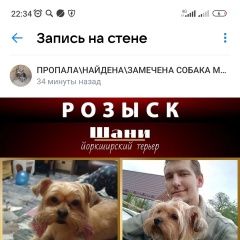 Подробнее об объявлении «Пропала собака шани Воскресенск» Фото: пропала собака Йоркширский терьер «Пропала собака шани Воскресенск» в г. Воскресенск