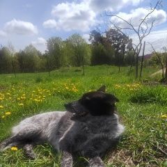 Подробнее об объявлении «Приозерск Пропала собака» Фото: пропала собака  «Приозерск Пропала собака» в г. Приозерск