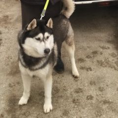 Подробнее об объявлении «Алушта Пропала собака кобель cнял ошейник и убежал» Фото: пропала собака  «Алушта Пропала собака кобель cнял ошейник и убежал» в г. Алушта