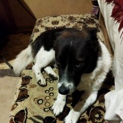 Подробнее об объявлении «Пропала собака кобель кабель два года Ессентуки» Фото: пропала собака  «Пропала собака кобель кабель два года Ессентуки» в г. Ессентуки