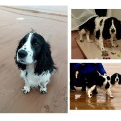 Подробнее об объявлении «Сосновый Бор Пропала собака кобель» Фото: пропала собака Русский охотничий спаниель «Сосновый Бор Пропала собака кобель» в г. Сосновый Бор