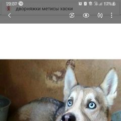 Подробнее об объявлении «Тюмень Пропала собака» Фото: пропала собака  «Тюмень Пропала собака» в г. Тюмень