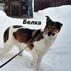 Подробнее об объявлении «Пропала собака Белозёрский» Фото: пропала собака  «Пропала собака Белозёрский» в г. Белозёрский
