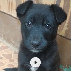 Подробнее об объявлении «Пропала собака кобель черный щенок Саки» Фото: пропала собака  «Пропала собака кобель черный щенок Саки» в г. Саки