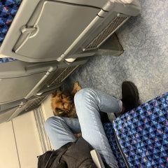 Подробнее об объявлении «Пропала собака Звенигород» Фото: пропала собака  «Пропала собака Звенигород» в г. Звенигород