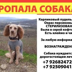 Подробнее об объявлении «Пропала собака пудель карликовый Ивантеевка (Московская обл.)» Фото: пропала собака Пудель «Пропала собака пудель карликовый Ивантеевка...» в г. Ивантеевка (Московская обл.)
