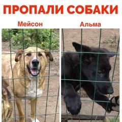 Подробнее об объявлении «Волосово Пропала собака кобель» Фото: пропала собака  «Волосово Пропала собака кобель» в г. Волосово