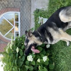 Подробнее об объявлении «Набережные Челны Пропала собака кобель восточноевропейская овчарка» Фото: пропала собака Восточно-европейская овчарка «Набережные Челны Пропала собака кобель...» в г. Набережные Челны