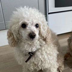 Подробнее об объявлении «Луховицы Пропала собака кобель пудель ларри» Фото: пропала собака Пудель «Луховицы Пропала собака кобель пудель ларри» в г. Луховицы