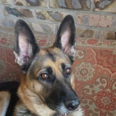 Подробнее об объявлении «Пропала собака. г Новошахтинск» Фото: пропала собака Немецкая овчарка «Пропала собака. г Новошахтинск» в г. Новошахтинск