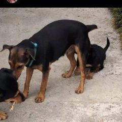 Подробнее об объявлении «Гагра Пропала собака ягдтерьер марго» Фото: пропала собака Ягд-терьер «Гагра Пропала собака ягдтерьер марго» в г. Гагра