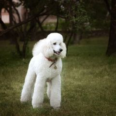 Подробнее об объявлении «Барнаул Пропала собака белый королевский пудель. 2, 5 года» Фото: пропала собака Пудель «Барнаул Пропала собака белый королевский...» в г. Барнаул