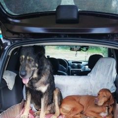 Подробнее об объявлении «Пропала собака кобель и одновременно 2 собак Спасск-Рязанский» Фото: пропала собака  «Пропала собака кобель и одновременно 2 собак...» в г. Спасск-Рязанский