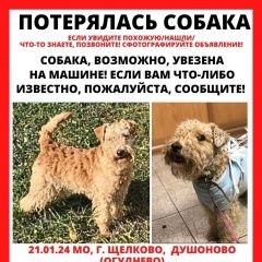 Подробнее об объявлении «Щелково Пропала собака лейкленд терьер» Фото: пропала собака Лейкленд терьер «Щелково Пропала собака лейкленд терьер» в г. Щелково