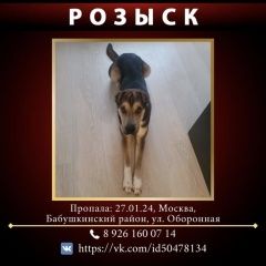 Картинка пропала собака В городе Москва потерян пёс. Москва