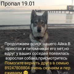 Подробнее об объявлении «Пропала собака кобель айк Петропавловск-Камчатский» Фото: пропала собака  «Пропала собака кобель айк Петропавловск-Камчатский» в г. Петропавловск-Камчатский
