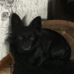 Подробнее об объявлении «Артем Пропала собака кобель в городе е» Фото: пропала собака  «Артем Пропала собака кобель в городе е» в г. Артем