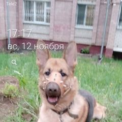 Подробнее об объявлении «Пропала собака кобель Кострома» Фото: пропала собака Восточно-европейская овчарка «Пропала собака кобель Кострома» в г. Кострома