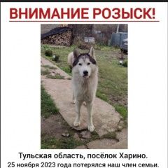 Подробнее об объявлении «Тула Пропала собака кобель» Фото: пропала собака  «Тула Пропала собака кобель» в г. Тула