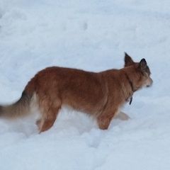 Подробнее об объявлении «Пропала собака помогите принцесса Ступино» Фото: пропала собака Бордер-колли «Пропала собака помогите принцесса Ступино» в г. Ступино