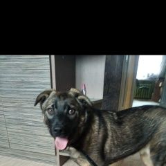 Подробнее об объявлении «Пропала собака кобель вознаграждение 50 руб Гродно» Фото: пропала собака  «Пропала собака кобель вознаграждение 50 руб Гродно» в г. Гродно