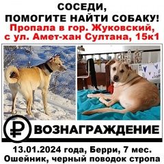 Подробнее об объявлении «Пропала собака девочка щенок, лабрадор, с ошейником Жуковский» Фото: пропала собака Лабрадор ретривер «Пропала собака девочка щенок, лабрадор, с...» в г. Жуковский