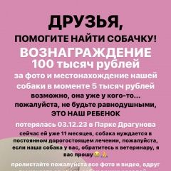 Подробнее об объявлении «Ижевск Пропала собака» Фото: пропала собака  «Ижевск Пропала собака» в г. Ижевск