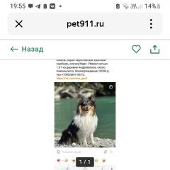 Подробнее об объявлении «Пропала собака кобель очень ждём Бурмакино» Фото: пропала собака Шелти «Пропала собака кобель очень ждём Бурмакино» в г. Бурмакино