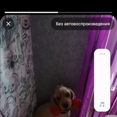 Подробнее об объявлении «Пропала собака кобель друг Тимашевск» Фото: пропала собака Английский кокер-спаниель «Пропала собака кобель друг Тимашевск» в г. Тимашевск