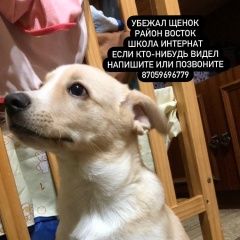 Подробнее об объявлении «Пропала собака кобель щенок Темиртау» Фото: пропала собака  «Пропала собака кобель щенок Темиртау» в г. Темиртау